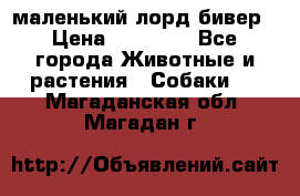 маленький лорд бивер › Цена ­ 10 000 - Все города Животные и растения » Собаки   . Магаданская обл.,Магадан г.